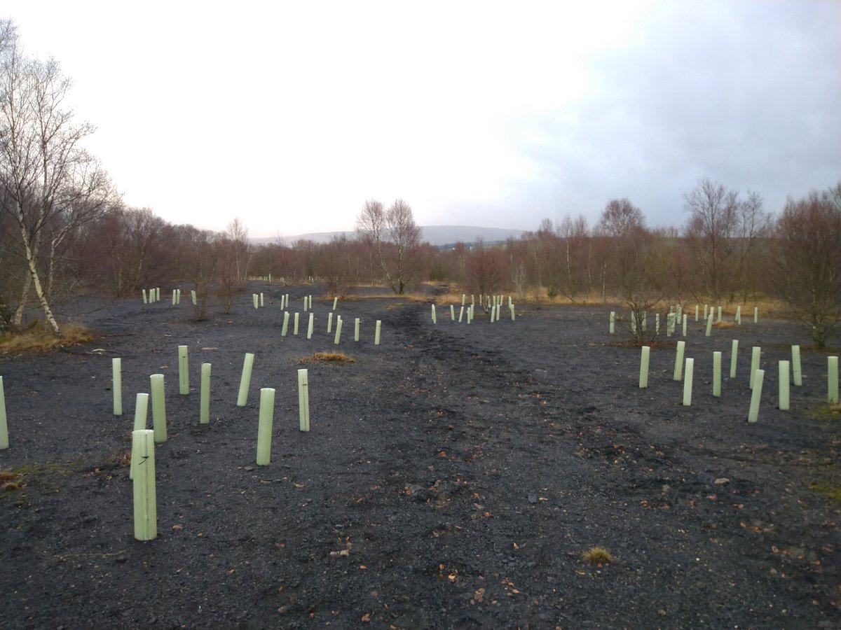 Encouraging to see such high survival rates in our aspen clone trial planted on colliery spoil at Knockshinnoch Lagoons nature reserve @ScotWildlife @NCHeritage @NewCumnock  #reclamation #ecology