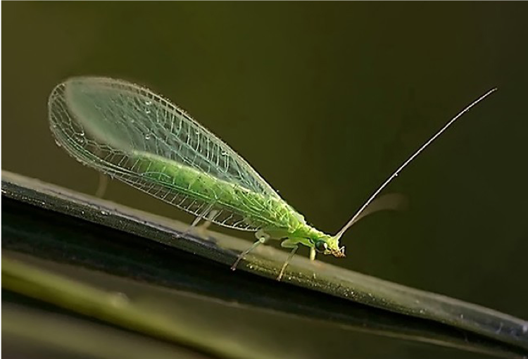 El control biológico de #plagas reduce el uso de plaguicidas. Productores del <a href="/ClubEvora/">Club de Agricultores de Conservacion del Évora</a> en #Sinaloa liberarán insectos benéficos para combatir organismos que dañan maíz, frijol, sorgo y garbanzo, con asesoría del CIMMYT y de la JLSVVE. Juntos hacemos #AgriculturaConCiencia
