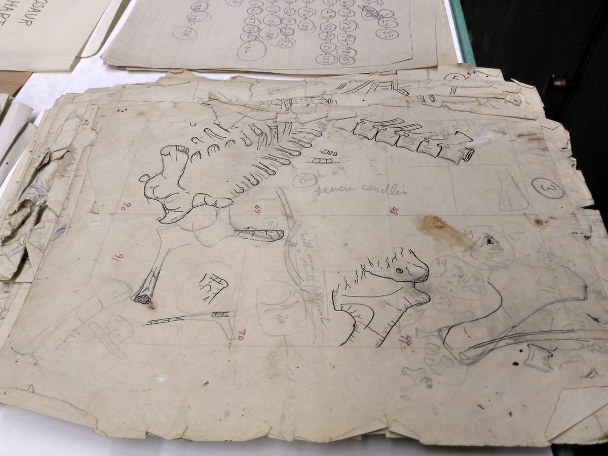 Yellowed paper, with sketched of skeletons on it.