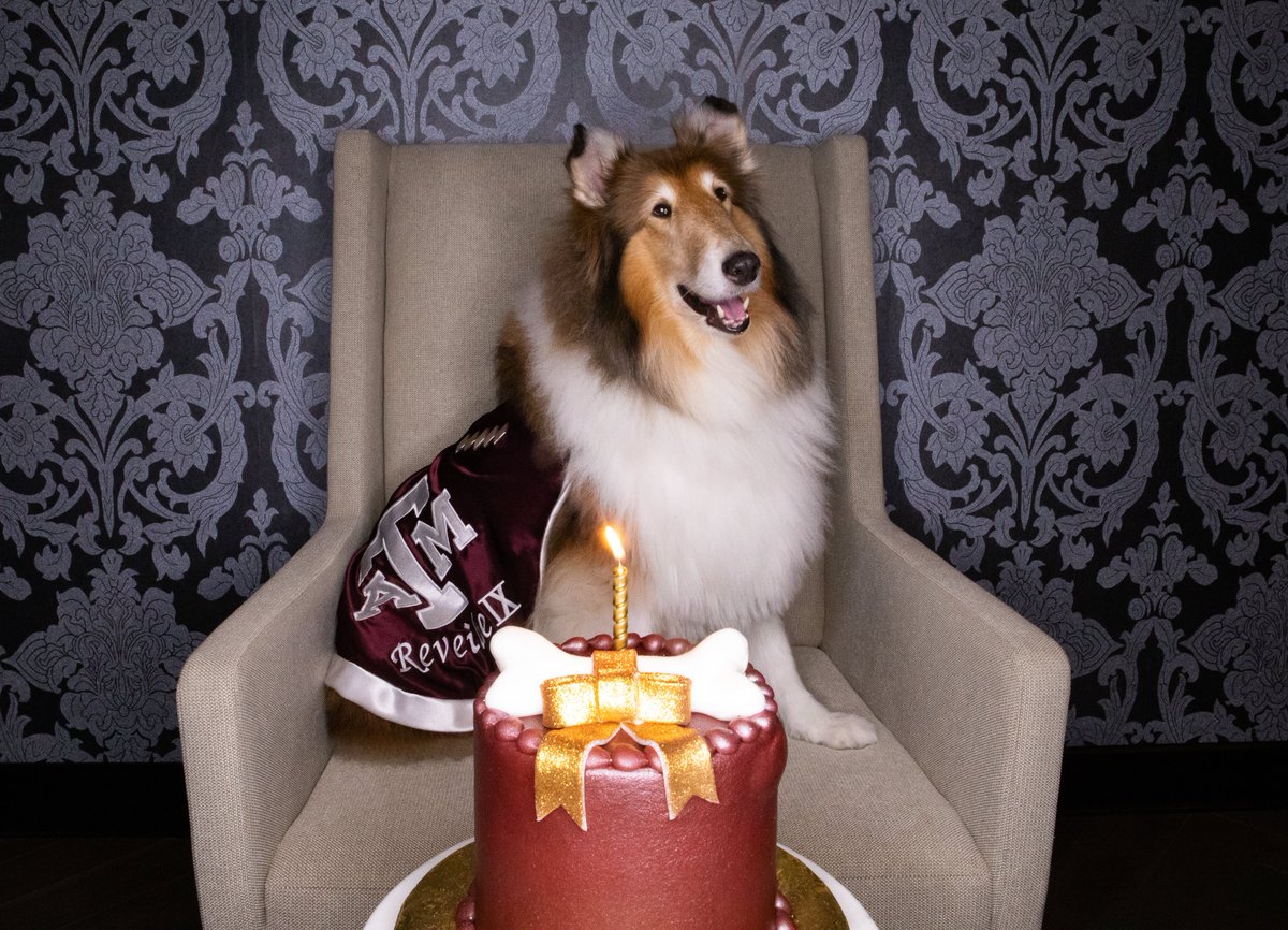 Reveille sitting in a chair in front of a maroon birthday cake 