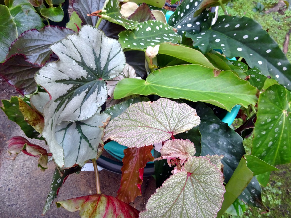 ট ইট র よしだ2号 銀ベゴ Begonia Donmiller ベゴニア ドン ミラー 左 B Lookingglass B ルッキング グラス 手前 B Sinbad B シンバッド 全て木立性ベゴニアの園芸品種 栽培しやすいが ウドンコ病にかかりやすいため定期的な予防が ট ইট র よしだ2号 銀ベゴ Begonia Donmiller ベゴニア ドン ミラー 左 B Lookingglass B ルッキング グラス 手前 B Sinbad B シンバッド 全て木立性ベゴニアの園芸品種 栽培しやすいが ウドンコ病にかかりやすいため定期的な予防が