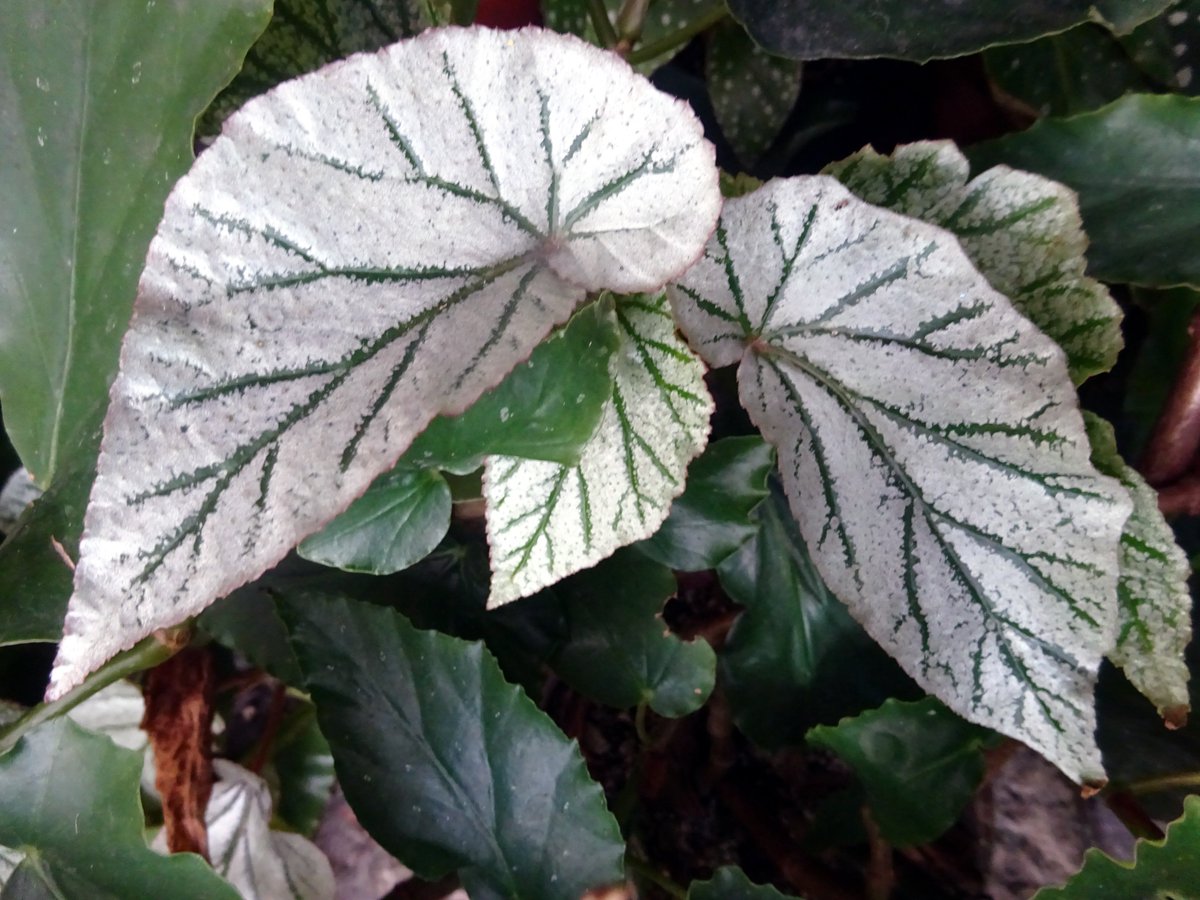 ট ইট র よしだ2号 銀ベゴ Begonia Donmiller ベゴニア ドン ミラー 左 B Lookingglass B ルッキング グラス 手前 B Sinbad B シンバッド 全て木立性ベゴニアの園芸品種 栽培しやすいが ウドンコ病にかかりやすいため定期的な予防が ট ইট র よしだ2号 銀ベゴ Begonia Donmiller ベゴニア ドン ミラー 左 B Lookingglass B ルッキング グラス 手前 B Sinbad B シンバッド 全て木立性ベゴニアの園芸品種 栽培しやすいが ウドンコ病にかかりやすいため定期的な予防が