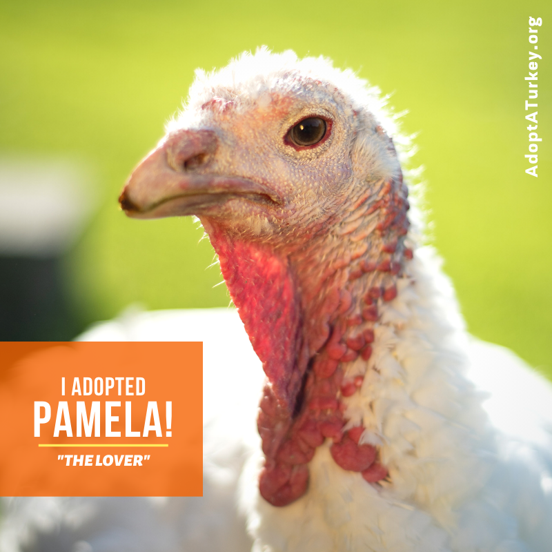 PlantExclusiveLifestyle.com (@plantbasedblake) on Twitter photo I adopted a turkey from <a href="/FarmSanctuary/">Farm Sanctuary</a> this year just in time for thanksgiving. For more information visit the link. 😁🦃🦃🦃
farmsanctuary.org/adopt-a-turkey/ I adopted a turkey from <a href="/FarmSanctuary/">Farm Sanctuary</a> this year just in time for thanksgiving. For more information visit the link. 😁🦃🦃🦃
farmsanctuary.org/adopt-a-turkey/