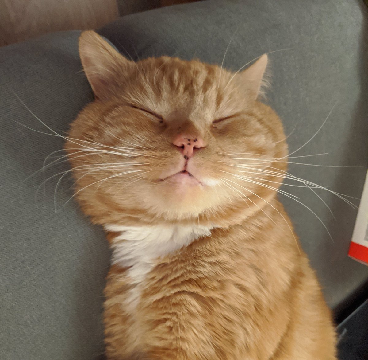 Bilbo sleeps on the sofa, with his eyes closed and his face smiling. His head is extremely (extremely) round. He says "I'm warm, I'm safe, I'm happy"