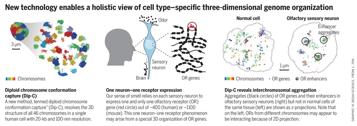 Eric Topol How Single Cell 3d Genome Structure Taught Us And Showed Us About The Basis For Our Sense Of Smell T Co Ic4gpjtqsr Cool Science And Prize Winning Essay By Tanlongzhi Stanfordeng Sciencemagazine