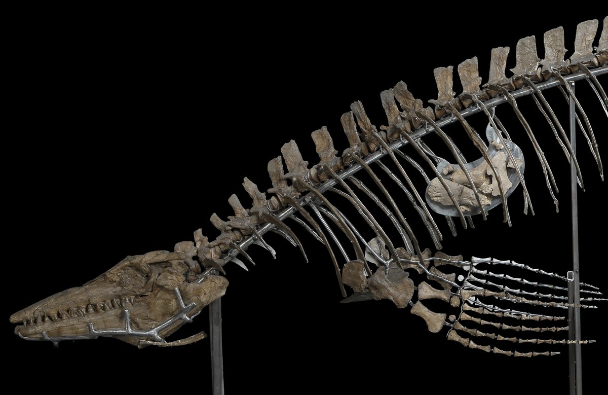 Crop of a fossil with flippers and pointed face with many teeth. There are bones in the space between its ribs.
