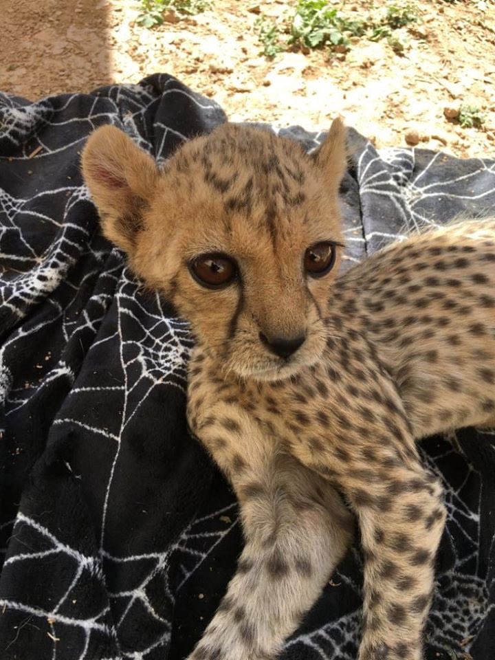 CCFCheetah tweet picture