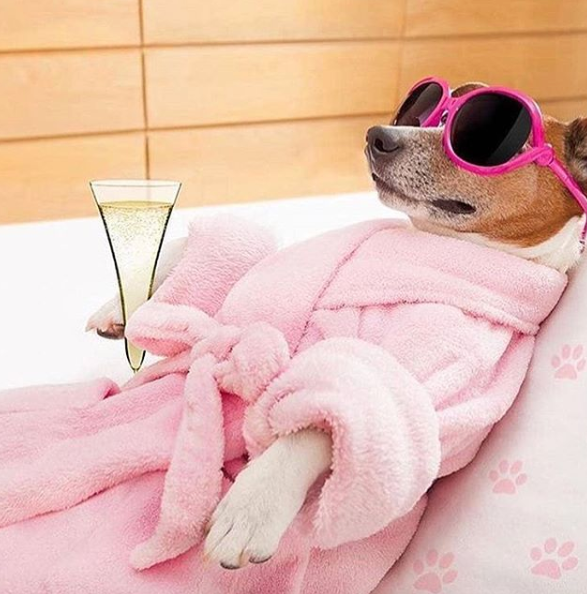 SpellMagazine's tweet photo. Dear all,

I'm out the office today. 

If it's urgent, don't call me. 

My return date – not sure yet.

Best wishes,

Dawg

#SpellMagazine #mood #workfromhome #bestemailever #4dayweek #chill #happyfriday https://t.co/vLtW3UWkUH