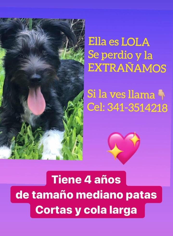 jorgelina005's tweet photo. Se perdió en Barrio San Eduardo  Fisherton ...hay niños que la extrañan mucho ...si la ven avisen por favor. Gracias 💖 https://t.co/5XVZo3uB4k