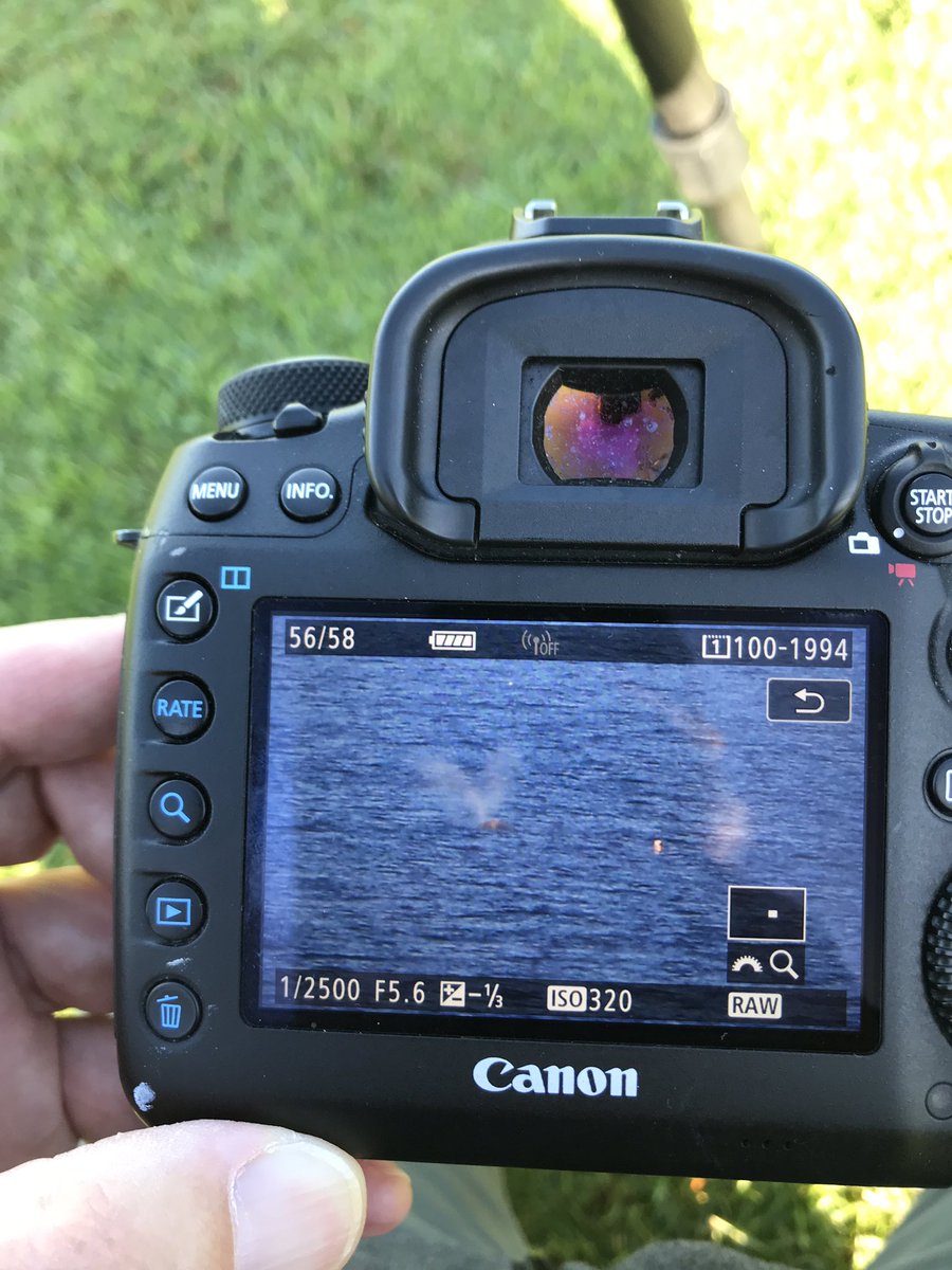 Yesterday I found immobile entangled #whale La Jolla, San Diego, back today and still here, apparent NORTH PACIFIC RIGHT WHALE!! V shaped blow, no dorsal seen, wide shape, orange sealice? and smooth dark color, been in touch @NOAA and @SeaWorld and biologists on the way to help!