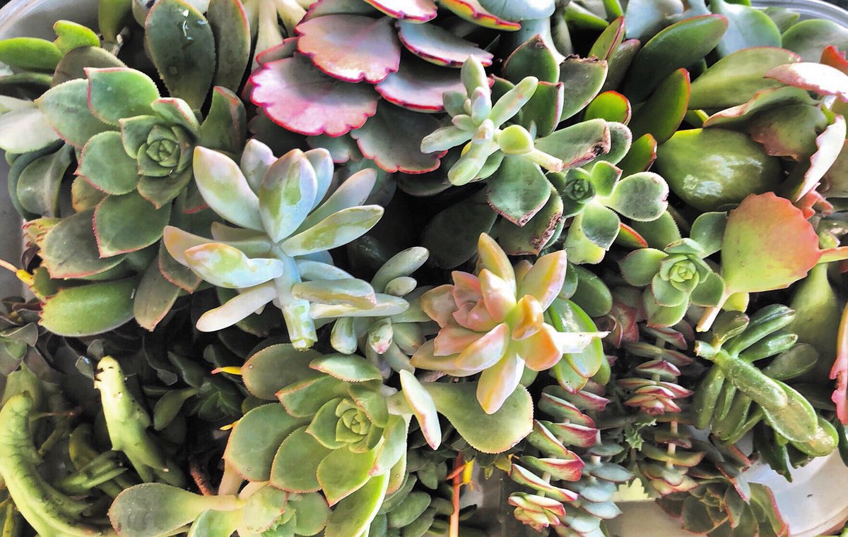 Clippings on clippings on clippings! 💚
•
•
•
•
•
#succulents #succulent #succulentclippings #succulove #succulentsofinstagram #crazyplantlady #succulentlife #succulentworkshopsandiego #succulentworkshop #succulentworkshopssan