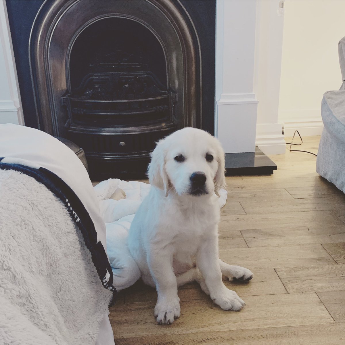 10 weeks old today - Come on Daddy @besttravelbook , it’s treat time!

#puppies #puppy #puppiesoftwitter #goldenretreiver #goldenretrieverpuppy #dogsoftwitter #hugofox #10weekoldpuppy #pup #puppyoftheday