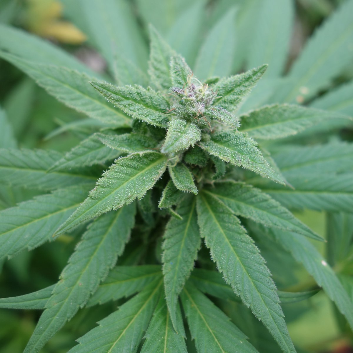 DJShortSeeds's tweet photo. Breeders' Mix #3 OUT NOW!
16+ seeds per pack, 313 numbered whole packs total
Plus approx. 175 4-seed freebie packs for promo giveaways. One-Time-Only drop
#DjShort #oldworldgenetics #cannabis #maryjane #sativa #indica #cannabiscommunity #djshortblueberry #highsociety #hightimes https://t.co/cAK6jOZDwo