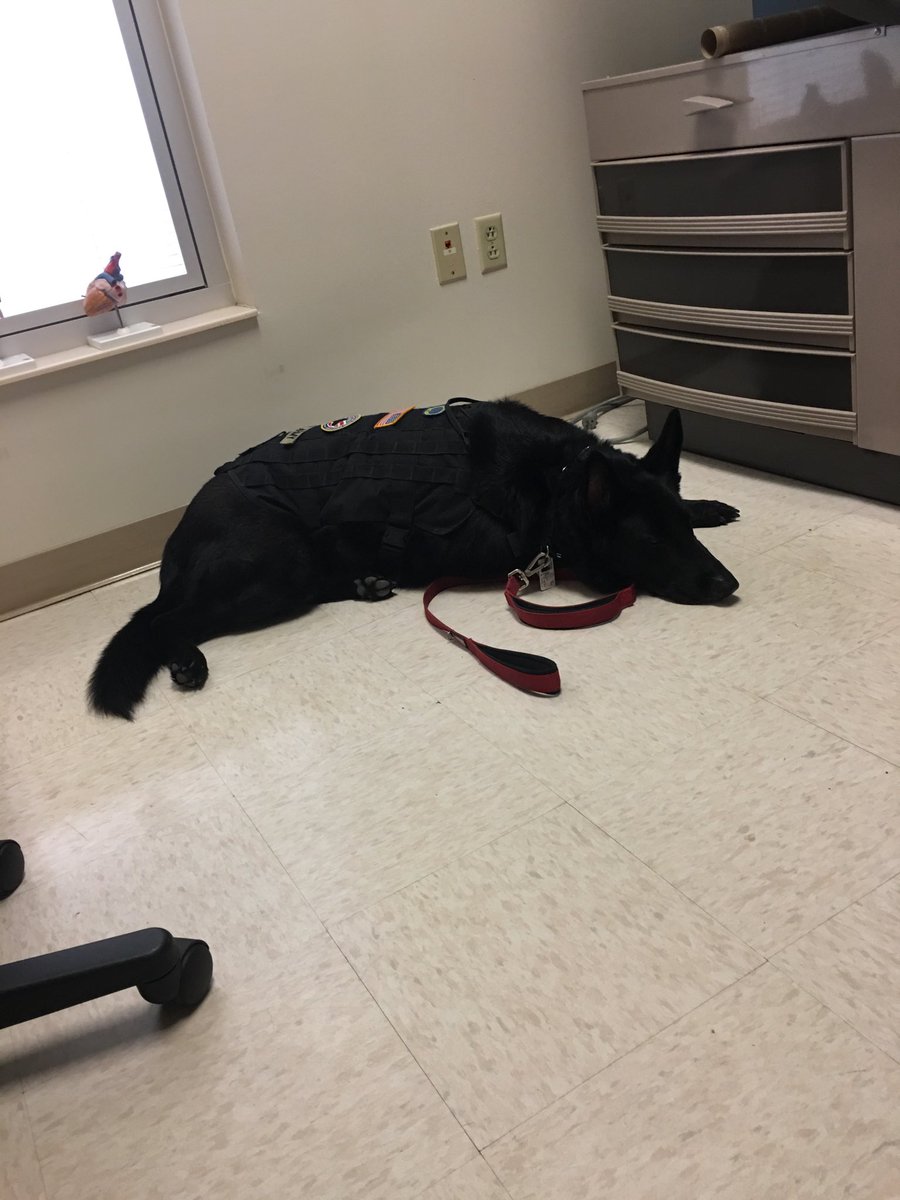 CruisingHarley's tweet photo. Harley watching over my doctors appointment 
Looking to get clearance for my February 2020 cruise https://t.co/I2k4K6lqsG