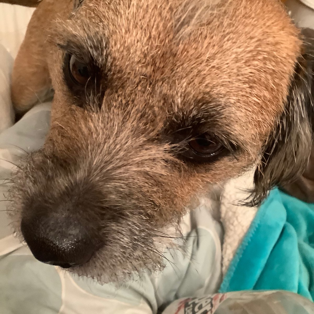 InspJapp's tweet image. She keeps telling me curry isn't for dogs but if I give the best cute eyes maybe I can convince her? (Ma here: he didn't get any!)