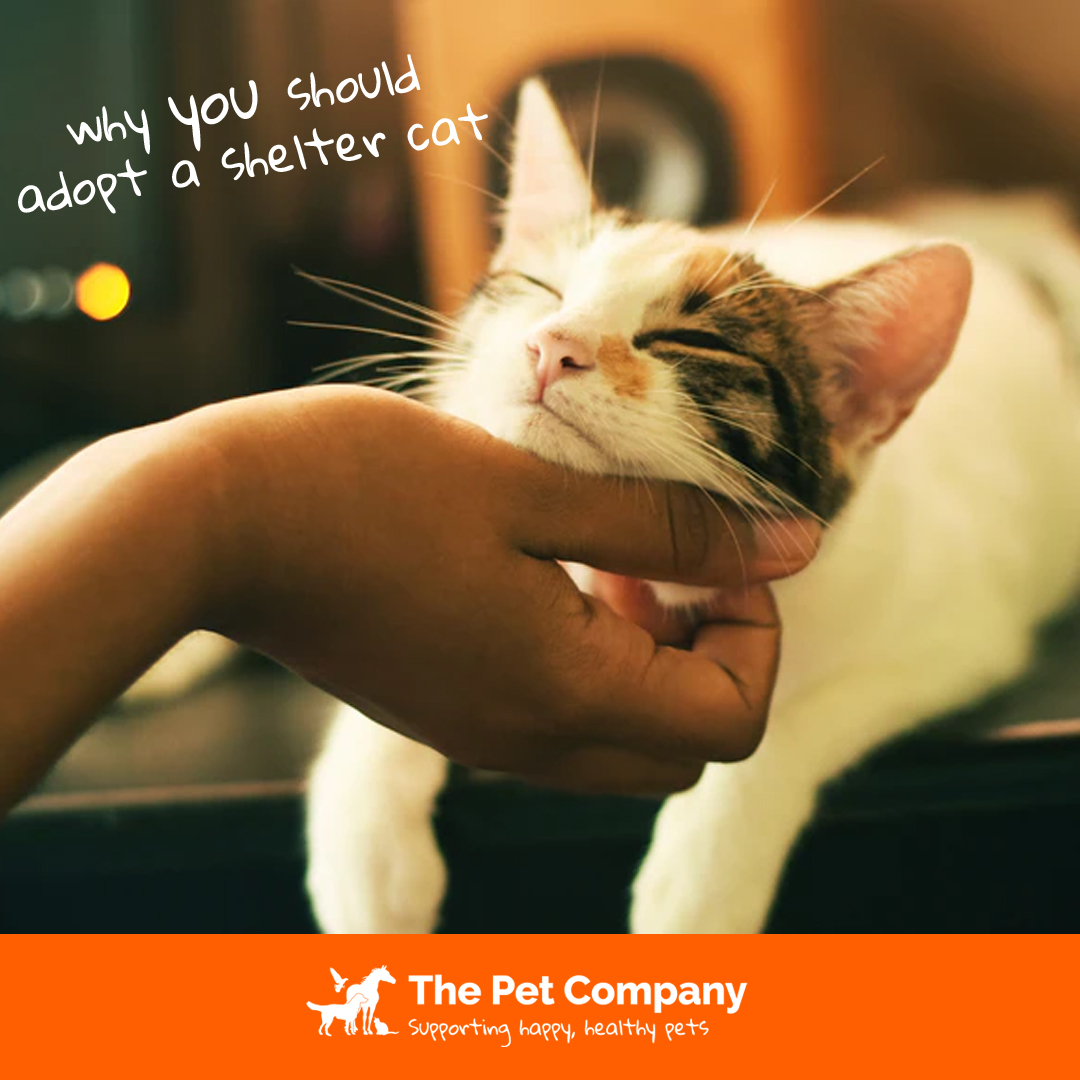 Did you know that in 2018 there were over 19,000 cats across England that were abandoned?

Why should you adopt a shelter cat? 🐈

Read our newest blog on why -
ow.ly/8XFf50xif4g