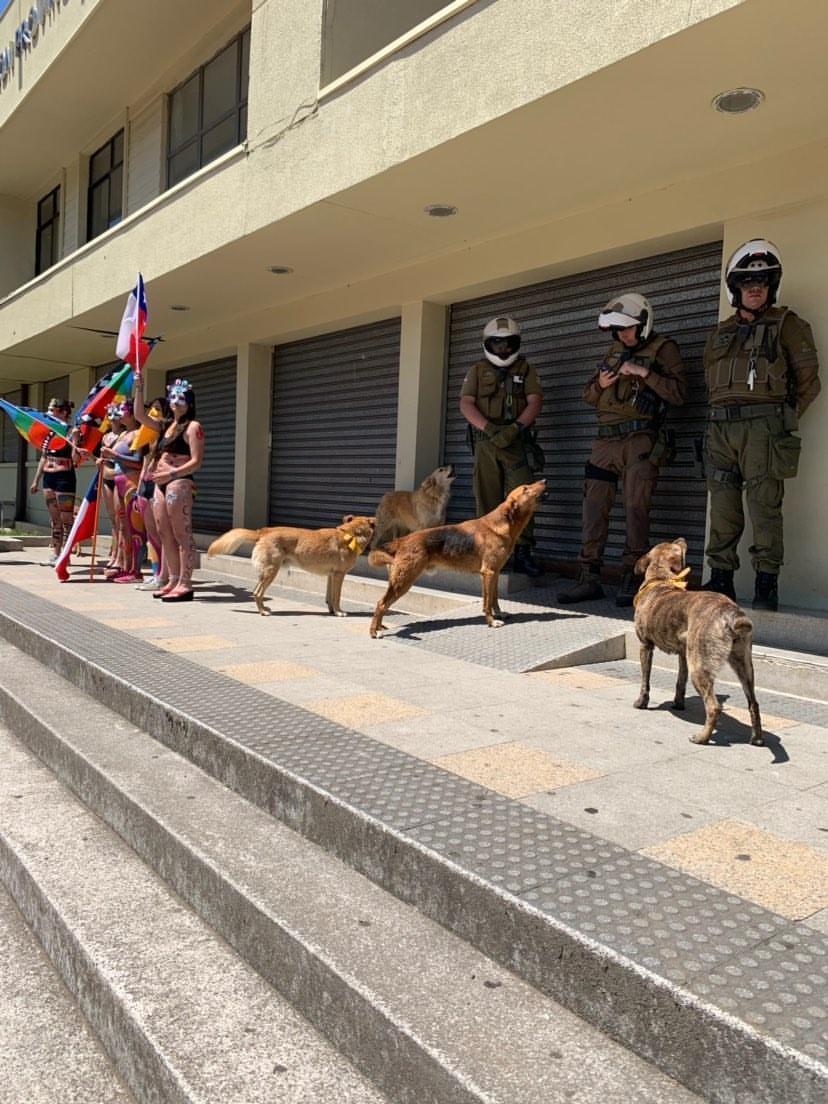 Belentapiarrpp's tweet photo. No puedo no presumir esta fotografia.
Del débil el protector? Si, los perrunos que nos acompañan día a día en las calles. Ustedes NO pacos ql. https://t.co/nRPaueXAoW
