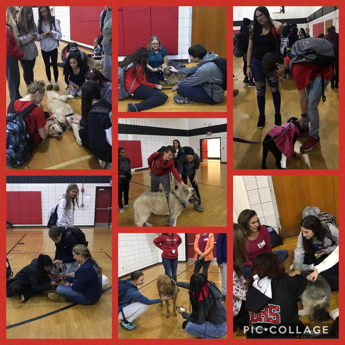 QOHSCounseling's tweet photo. Were you able to stop by during lunch to meet our Pawfect visitors?!

#NoPuparraziplease #PawsitivityonARuffDay
#DontStopRetrieving 

@mselzaQOHS
@QOHSPrin_Thomas @QuinceOrchardHS @nancjim @QOHealthPE @MCPSCounseling https://t.co/MBNtiJkNuS