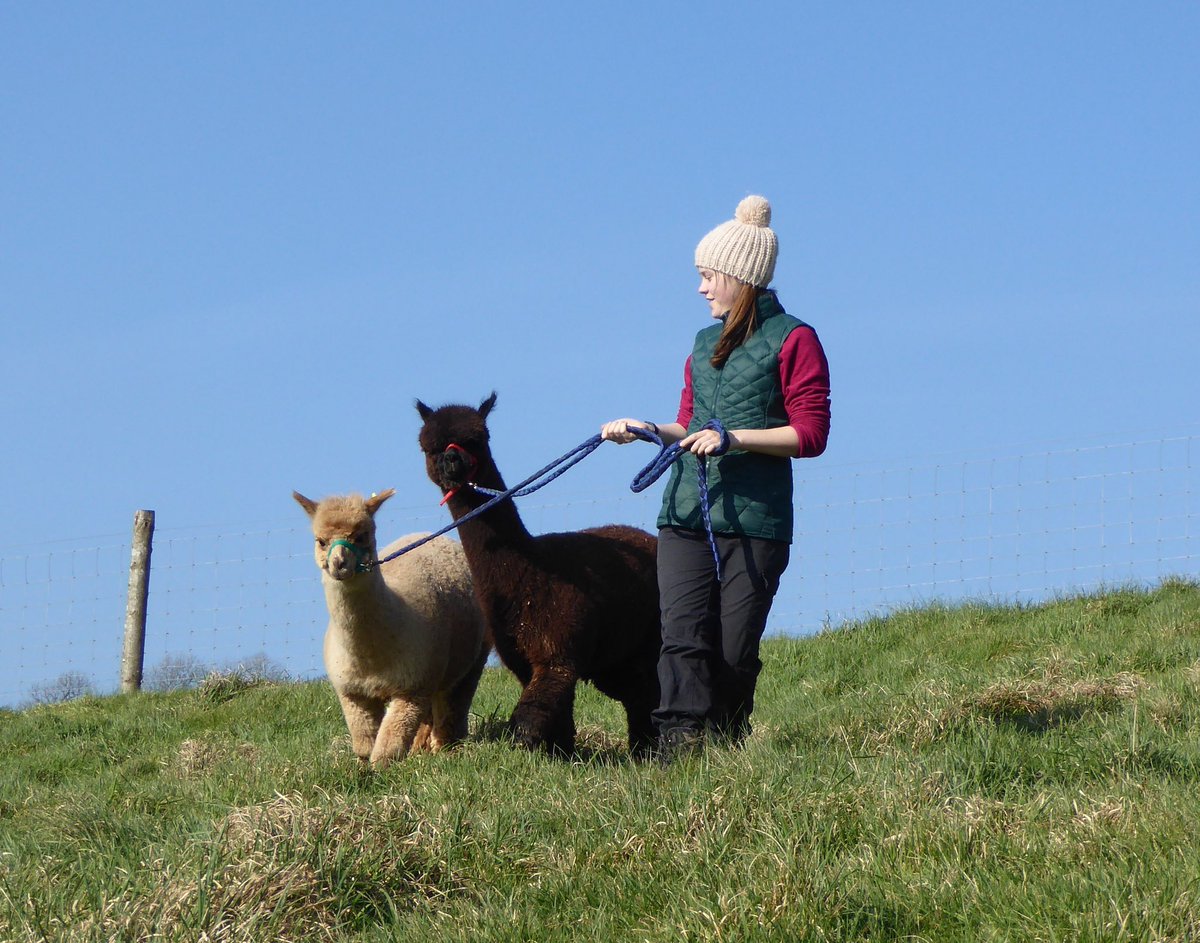 Fact: Alpaca fibre is water resistant & can wick away moisture which makes alpaca feel lighter than wool but warmer than cotton in cool & damp climates! #alpacasocks #combemartin #Northdevon #Exmoor #trekking #poshsocks