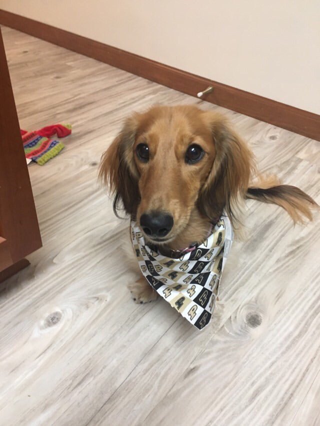 BarstoolPU's tweet photo. Our Purdue dog of the week is Sandy! https://t.co/owc3hBQeaI
