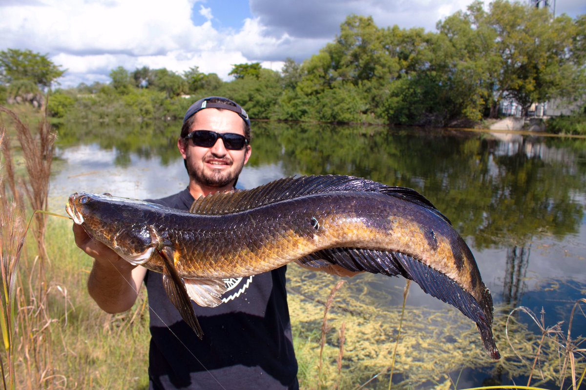 ManMadeCustoms's tweet photo. New snakehead video up on YouTube. Check it out. https://t.co/qKjVVq5nCD
.
.
#Adventure Crafted Here.
https://t.co/OtDoYxBWCn
.
.
#manmadecustoms #snakehead #snakeheadfish #monsterfishkeepers #fishing #channa #predatoryfish #peacockbass #fish #ikanpredator #softfrog #aquarium https://t.co/2G4LknosK3