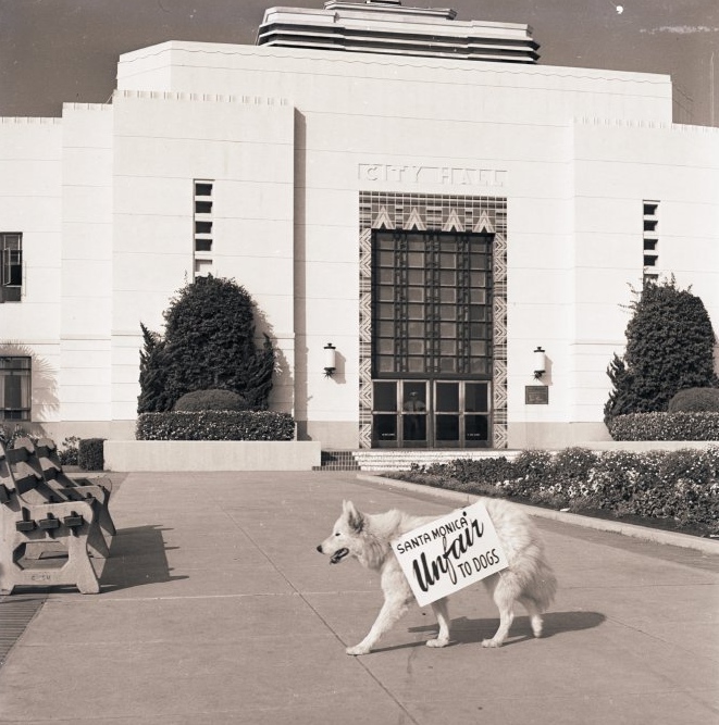 SMHistoryMuseum's tweet photo. A dog pickets at Santa Monica City Hall. Taska, a samoyede, wears a sign that says "Santa Monica unfair to dogs." 1946. ID: 3.2.5903 #FallbackFridays #HumaneSocietyDay https://t.co/v8Q2hFvoNC https://t.co/1moqjTbkMN