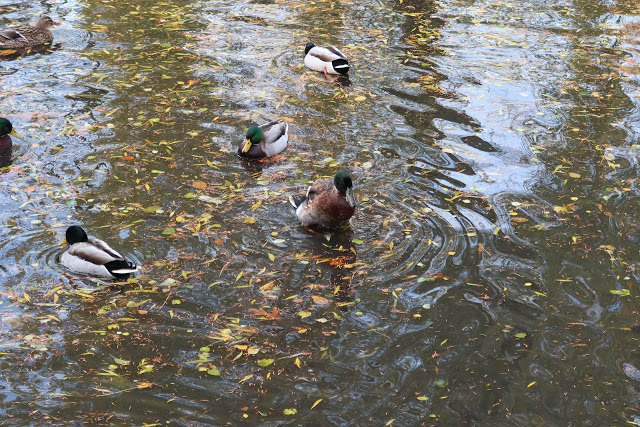 duckoftheday's tweet photo. 22 Nov 2019 https://t.co/xom6Jx6QBF