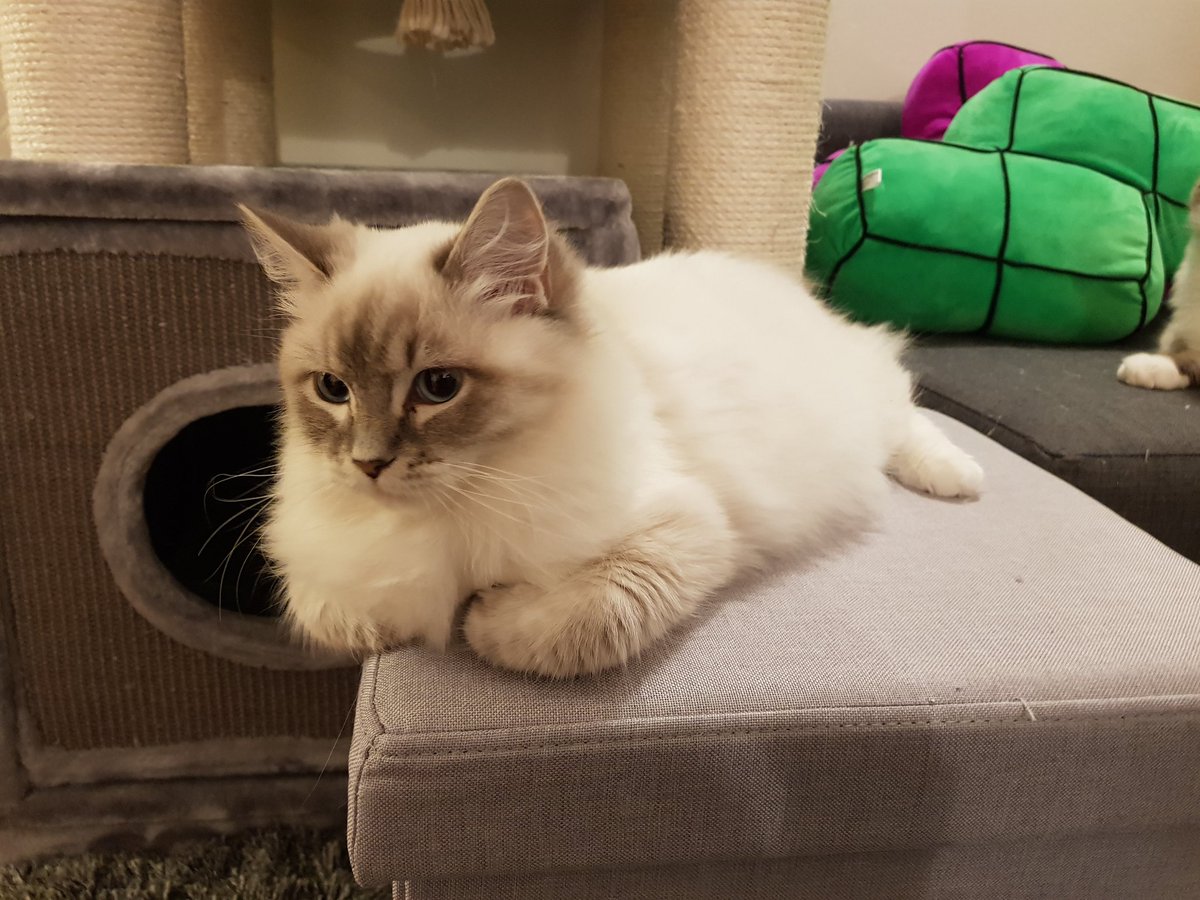 ✨Sparks✨ tweet media