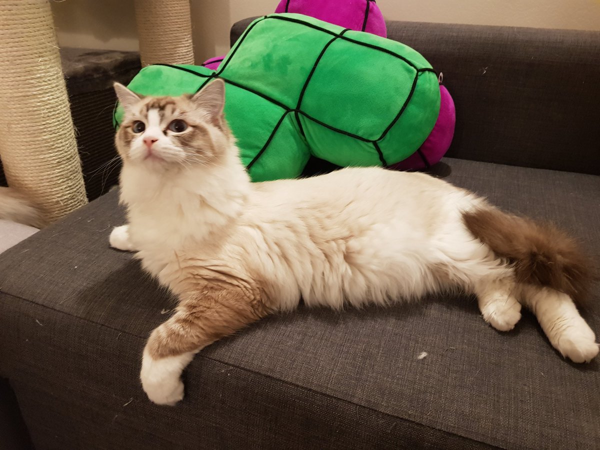 ✨Sparks✨ tweet media