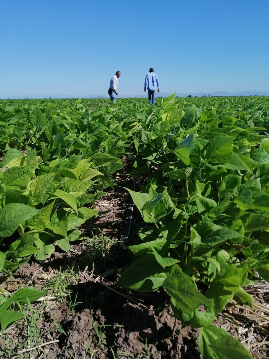 Jesús Soto Valle, nos muestra su Frijol en Agricultura de Conservación más goteo, en lote con soca de maíz y 5 años sin mover el suelo, con reformación de camas, fertilización de presiembra y siembra, así se hace una #AgriculturaConCiencia