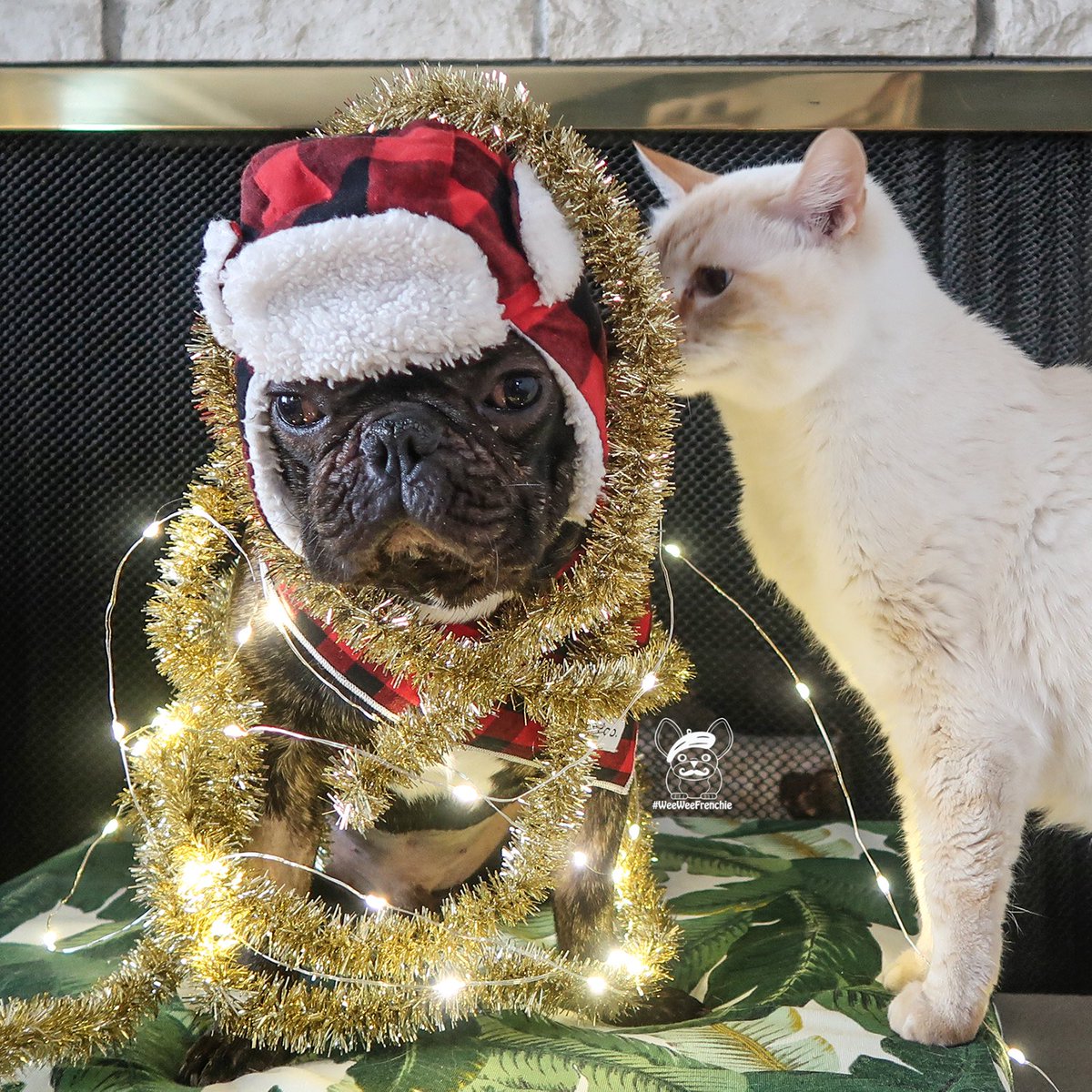 weeweefrenchie's tweet image. 😬KEEP CALM AND CARRY ON👍🏼
.
Phoenix put himself in the hands of the cat for some Christmas decorating today! But things didn’t go as planned. 😂

#freeweeweegiveaway #kingp #sweetp #weebabyphoenix #weeweefrenchie 🎃
