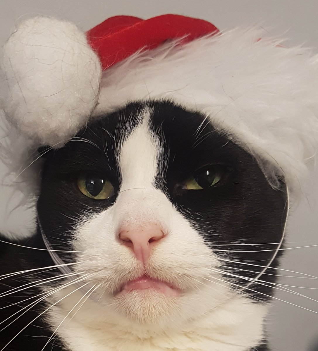 Mariemross1887's tweet photo. Hank is excited about Christmas! #CatsOfTwitter #FosterFail #Kid5 #MyOfficeBuddy ♡♡♡ https://t.co/YCfRBnO4En