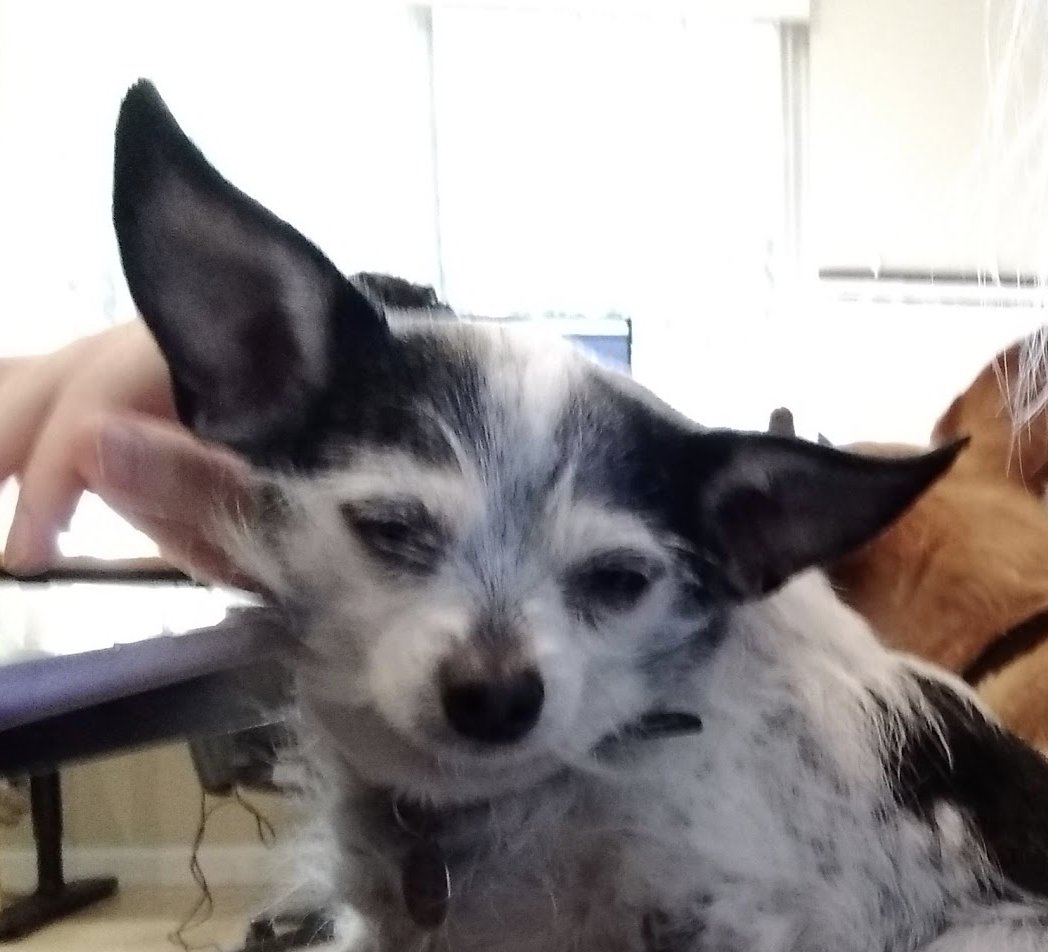 chihuahua with ridiculous ears