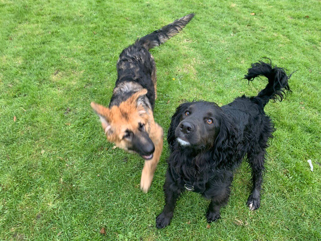 EdenWellDog's tweet photo. A great start to the week this week with a trip to S&amp;S doggie field with Islay, Missy, Rene, Truffle, PJ, Ivy &amp; Aura! They loved running free in the secure field and getting covered in mud! 🐾 #folkestonedoggydaycare #doverdogwalker #dogwalker #dogsinfields #securedogfield https://t.co/JhiTH8AO5V