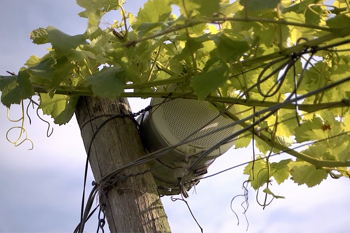Classical music to pamper your grapes? Homeopathy has to do with frequencies, which are linked to music. So the use of baroque music in this Dutch vineyard is not just an aesthetic choice but above all an analytical one. Check out this story 🎼🎻#winelover tastytales.tv/wineries/wijng…