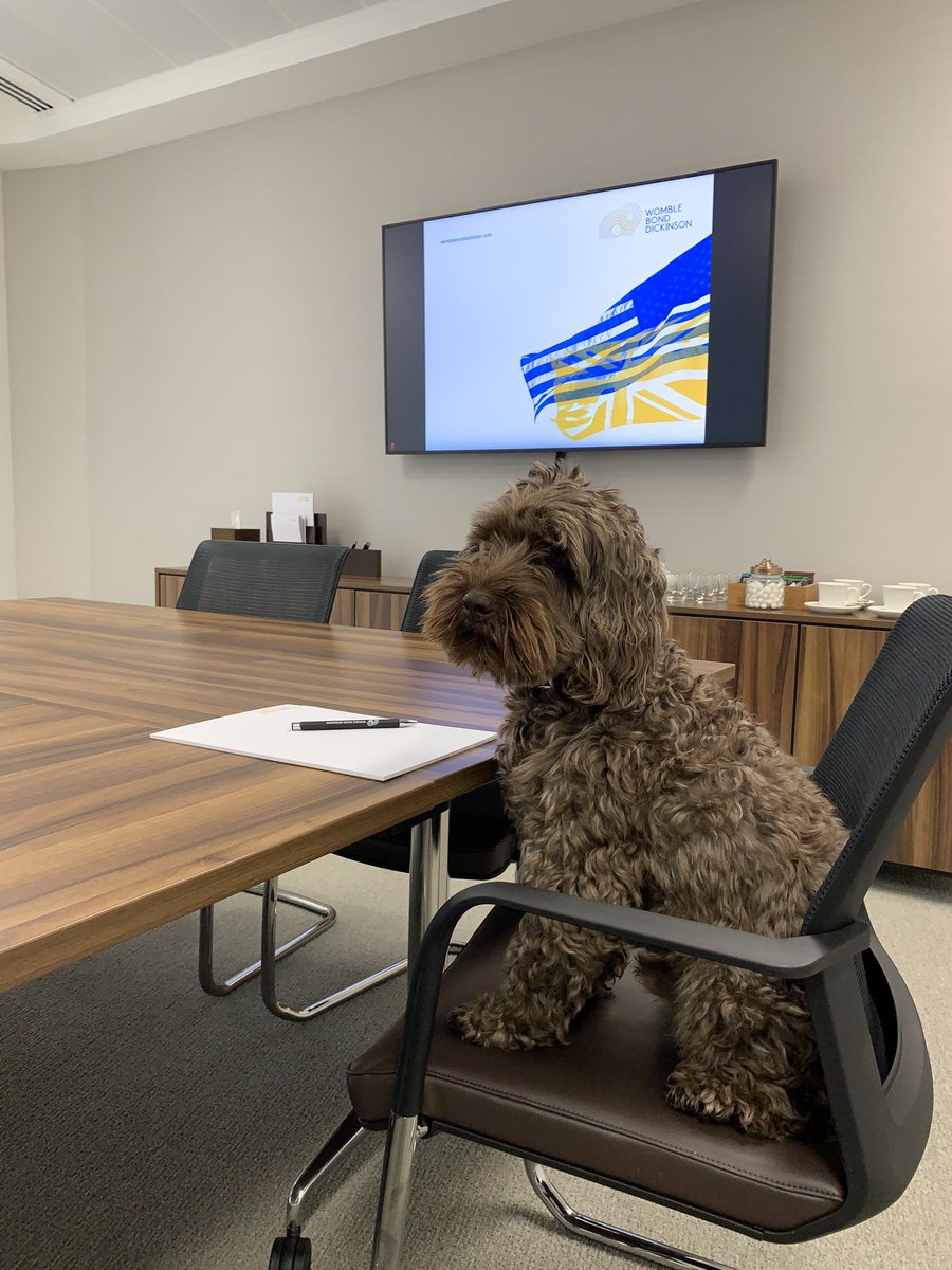 Bruar has had a busy morning in the <a href="/WBD_UK/">Womble Bond Dickinson (UK) LLP</a> Edinburgh office today after concluding a deal  - he was happy to get rid of his tie for an easier afternoon!  #officedog #scotland #Edinburgh #law