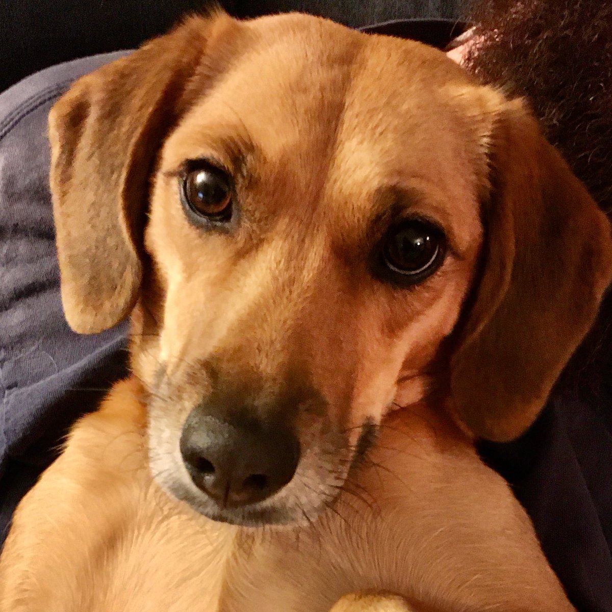 ReneeInSC's tweet photo. Dusty wishes you a very happy Friday.
You’re right - my dog is a model.
#DailyDusty https://t.co/Xu2GtEIJGD