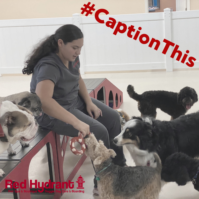 Red_Hydrant_Spa's tweet photo. ⁣It's cold and rainy so let's have a little fun! ⁣
⁣
What do you think the Daycare Kids are saying to Adrianna?⁣
⁣
⁣#CaptionThis #FriYay #dogsoftwitter https://t.co/0OIsKuQlyH