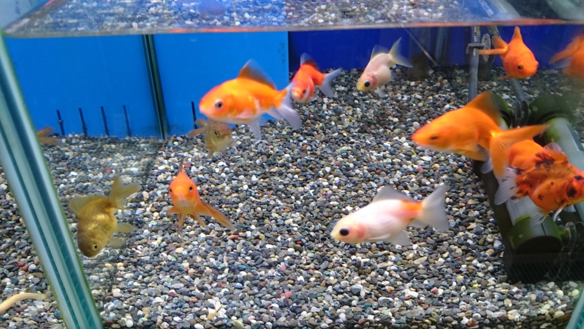 アミーゴ大町店 アクア 薩摩産金魚の小さいサイズです 薩摩産金魚は状態も崩しにくくてオススメです O アミーゴ大町 薩摩産金魚 だるま琉金 ショートテールオランダ T Co Dghuouf1vx Twitter