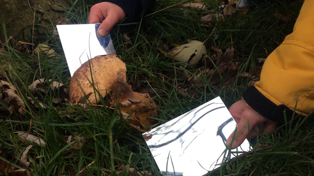 Is dit een plaatjeszwam of een buisjeszwam? Als je onder de hoed van een paddenstoel kijkt, dan weet je het! Met spiegeltjes trokken groep 3 en 4 vandaag het bos in. De onderzoekstocht eindigde met een heerlijk bekertje paddenstoelensoep op het schoolplein.
