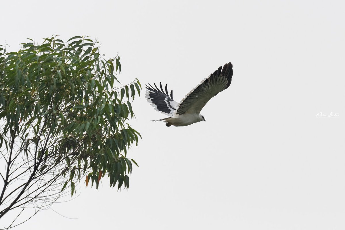 EdwinEBG's tweet image. 