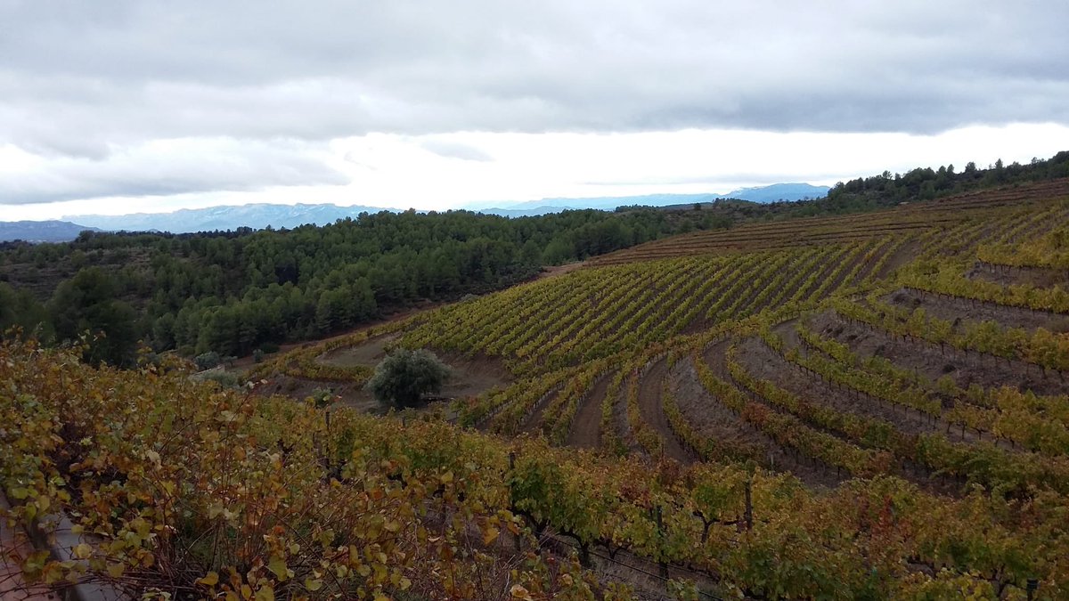 VinosIberian's tweet photo. Excelente visita de nuestros amigos de #BordeauxExcellence a nuestra Finca La Solana #BodegasyViñedosCalgrau y un estupendo almuerzo en @HostalSport #Falset #Priorat #LesOnes #Badaceli #LaPetiteagnes #vino #wine https://t.co/jSEo6IRFnm