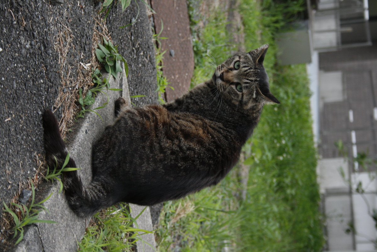 京大ねこサークルcat Ch ちび 胸の白い毛が美しいcat Chのアイドル 実は大きな黒目もチャームポイント 普段はあまり出て来ないけど 餌を持って行くと小さい歩幅でぴょこぴょこと寄ってくる なんとも可愛い 実はcat Chの猫の中では小顔な方