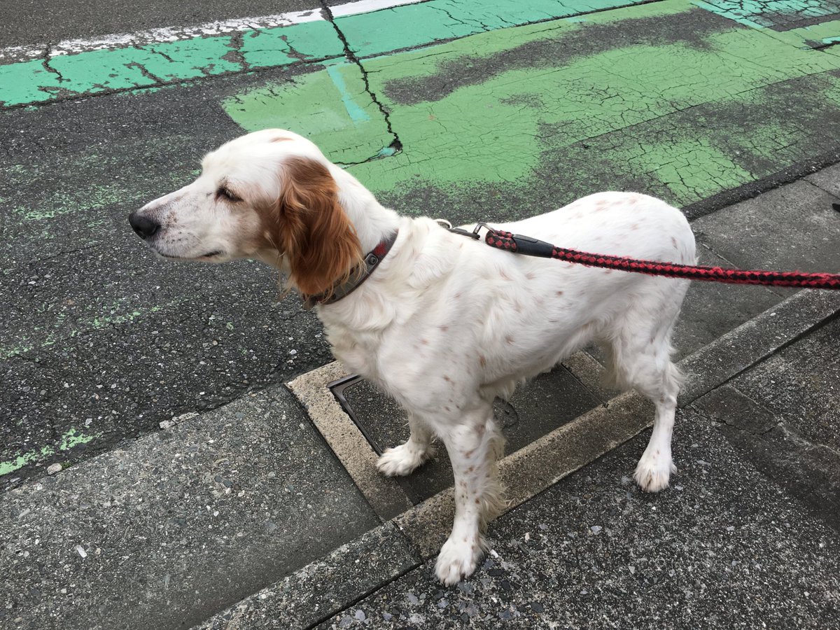 【迷い犬】実家の犬が、初猟日の本日11/15朝から群馬県東吾妻町本宿付近で迷子になりました。イングリッシュセターの老犬です。見かけた方、保護された方は吾妻警察署に届けて下さいますようお願いします。      #迷い犬 #吾妻町 #拡散希望 