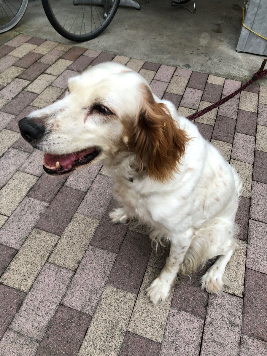 【迷い犬】実家の犬が、初猟日の本日11/15朝から群馬県東吾妻町本宿付近で迷子になりました。イングリッシュセターの老犬です。見かけた方、保護された方は吾妻警察署に届けて下さいますようお願いします。      #迷い犬 #吾妻町 #拡散希望 
