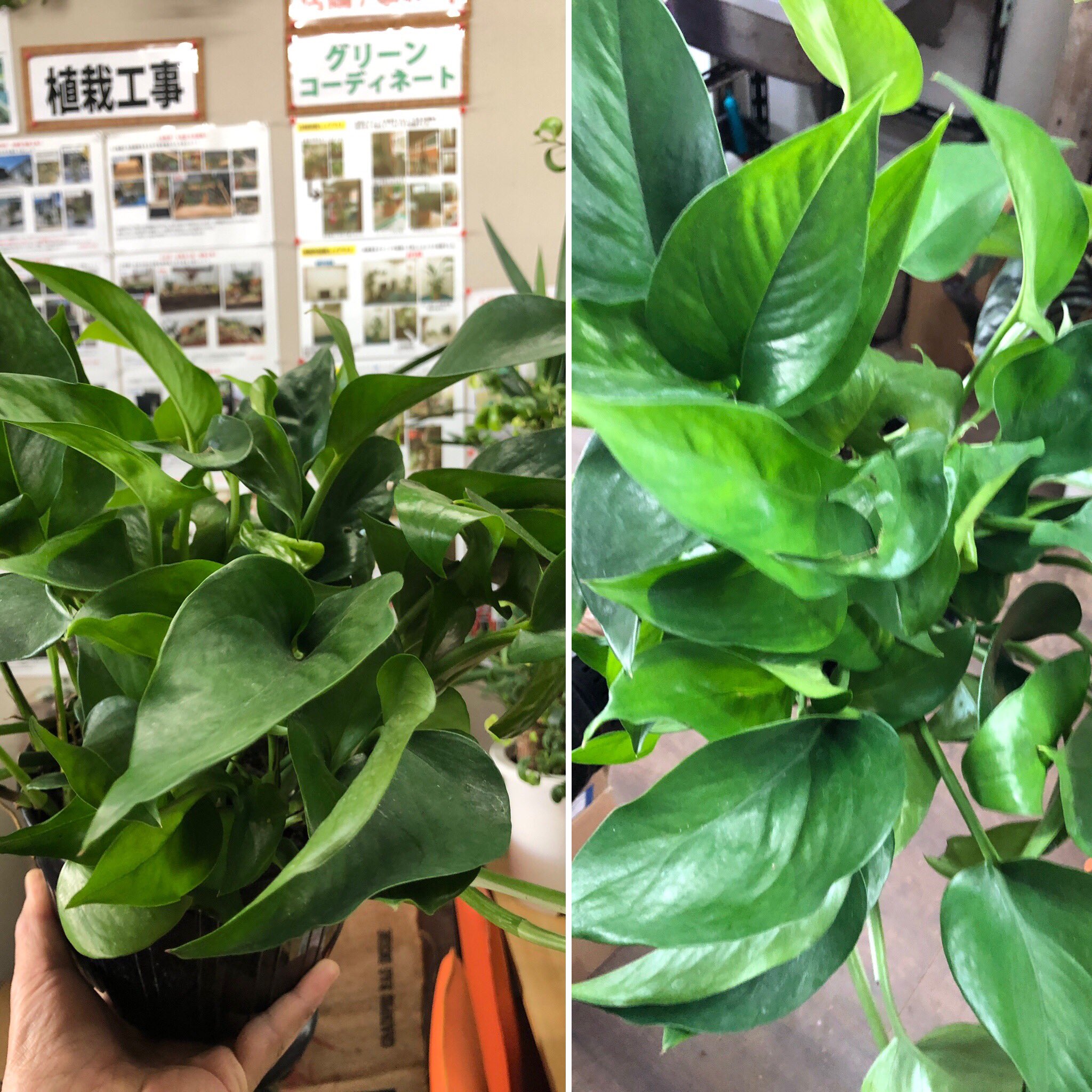 ファニープランツ ポトスパーフェクトグリーン 斑が入らない緑一色の珍しいポトスです カップのような器に入ってますので そのまま飾れます Funnyplants 小山市 観葉植物 専門店 ポトスパーフェクトグリーン インテリア グリーン T Co