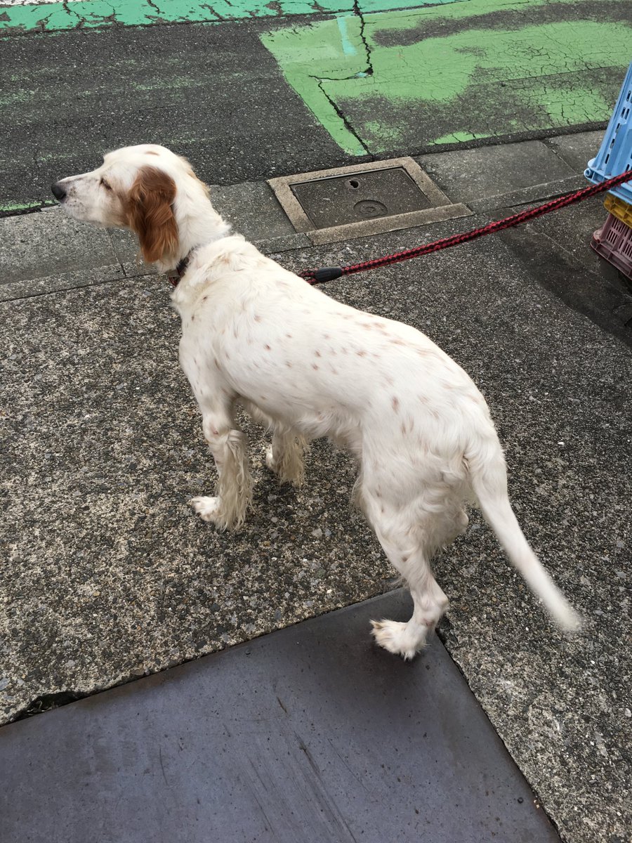 【迷い犬】実家の犬が、初猟日の本日11/15朝から群馬県東吾妻町本宿付近で迷子になりました。イングリッシュセターの老犬です。見かけた方、保護された方は吾妻警察署に届けて下さいますようお願いします。      #迷い犬 #吾妻町 #拡散希望 