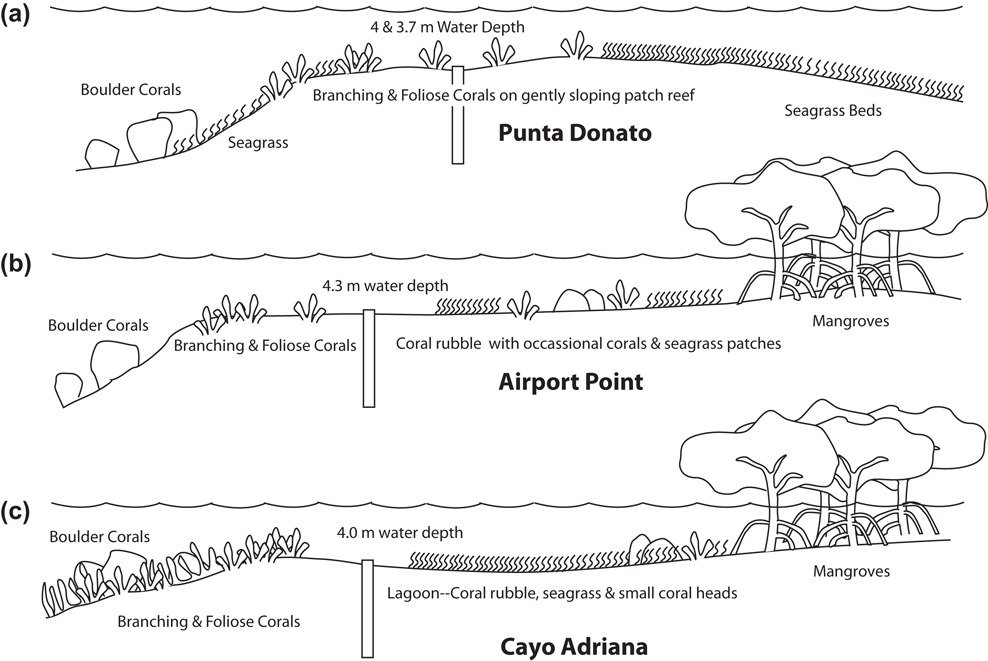 EcographyJourna's tweet photo. Millennialโscale change in the structure of a Caribbean reef ecosystem and the role of human and natural disturbance https://t.co/shBkSAMMqC #subfossils #macroecology @CoralReefWatch @CoralReefs_UQ @ReefLifeSurvey @ReefScan @NordicOikos https://t.co/X6p3FT0pEM
