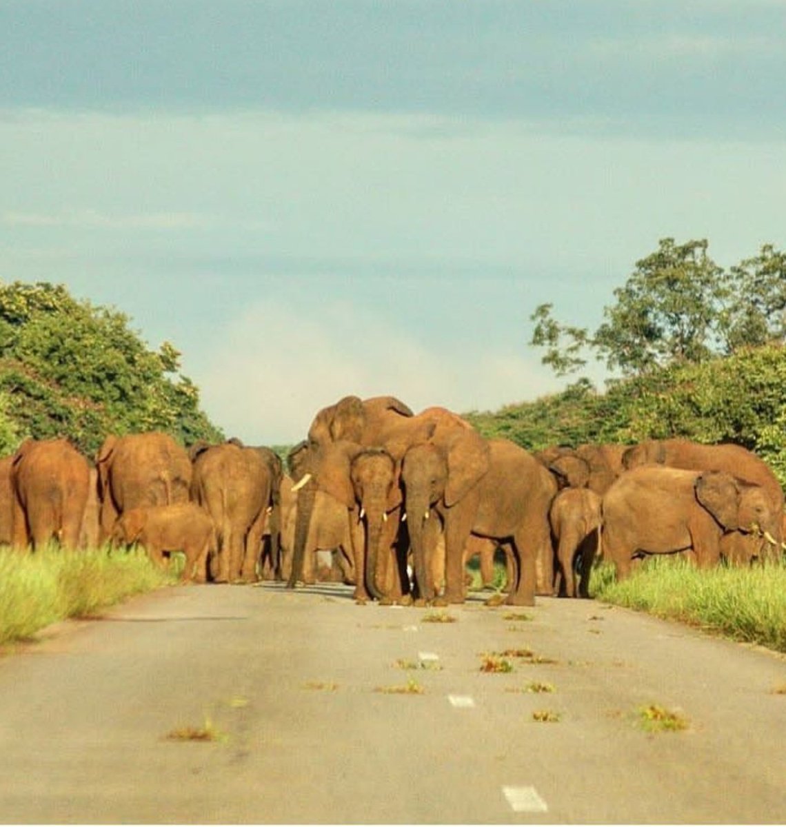 tourismzimbabwe's tweet photo. No through road...
#Matetsi #VictoriaFalls #ZimSafari #ZimWildlife #VisitZimbabwe #AWorldOfWonders
Credit: @vusasibanda2002 https://t.co/1KUMOmavCz