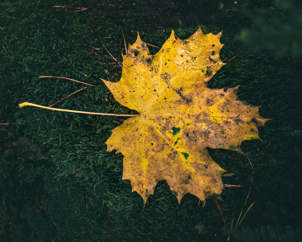 Bien Voyager tweet media